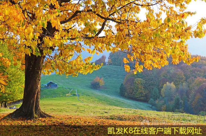 視頻會(huì)議中的背景設(shè)置技巧