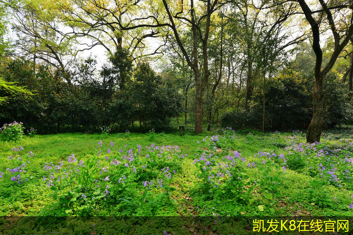 視頻會(huì)議中的語言和文化差異
