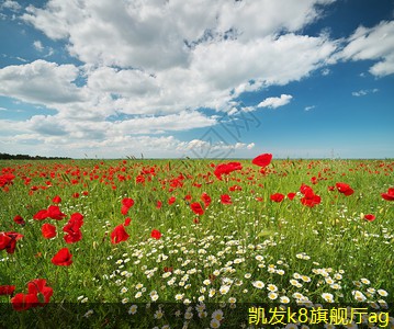 視頻會(huì)議在非營(yíng)利組織中的應(yīng)用