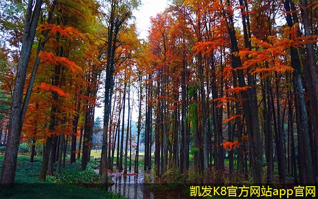 集團(tuán)電話在非營利組織中的應(yīng)用