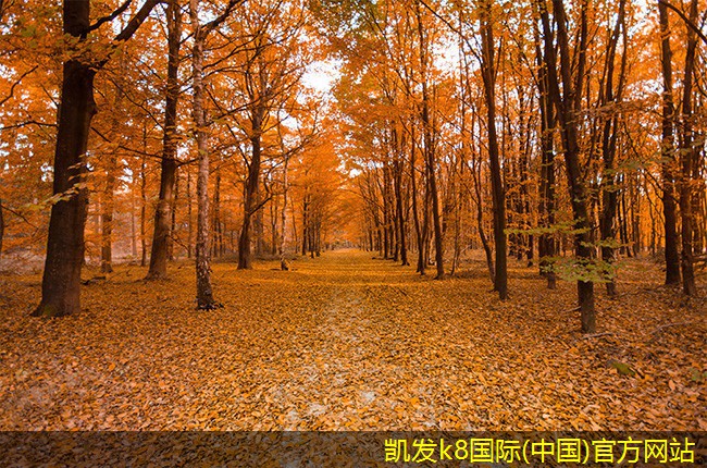 集團(tuán)電話的市場(chǎng)競(jìng)爭(zhēng)現(xiàn)狀